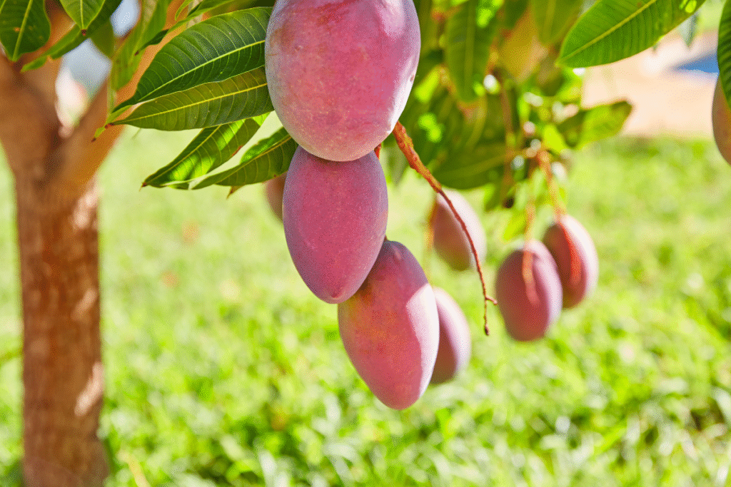 Mango nutrition facts
